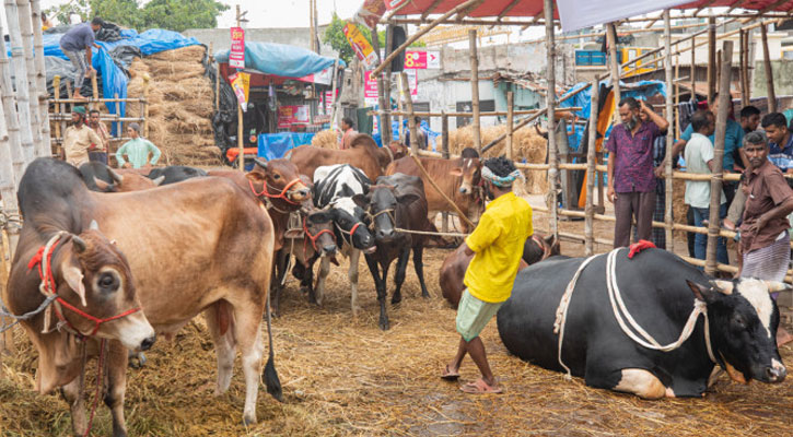 সড়কে কোনোভাবেই গরুর হাট বসতে দেওয়া হবে না: জেলা প্রশাসক