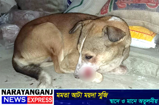 ফতুল্লায় দুই বন্ধুকে গুলি, লক্ষ্যভ্রষ্ট হয়ে কুকুরের মুখে বিদ্ধ