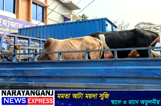 আড়াইহাজারে ২ গরু চোরকে গণপিটুনি, পিকআপ ও ২ গরু উদ্ধার