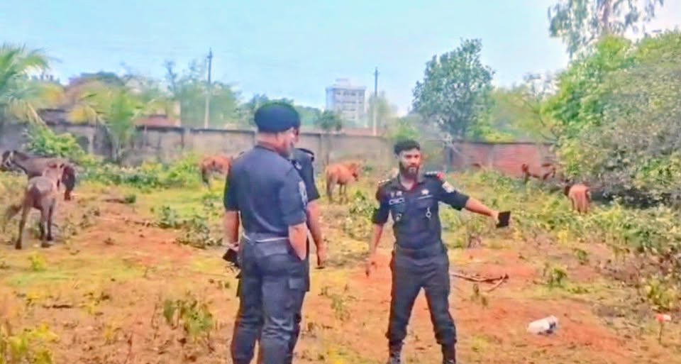 রূপগঞ্জে ঘোড়ার মাংস গরুর মাংস বলে বিক্রি, জীবিত ১১ টি ও জবাই করা ৯টি ঘোড়া উদ্ধার