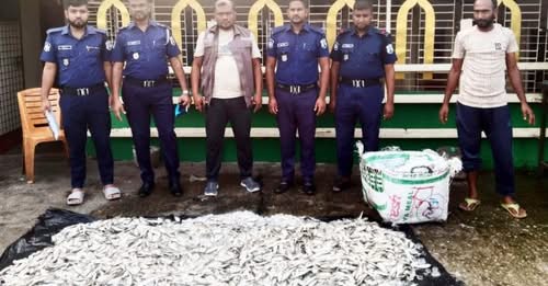 শহরের ৩নং মাছ ঘাট থেকে পরিত্যক্ত অবস্থায় ৫ মণ জাটকা উদ্ধার