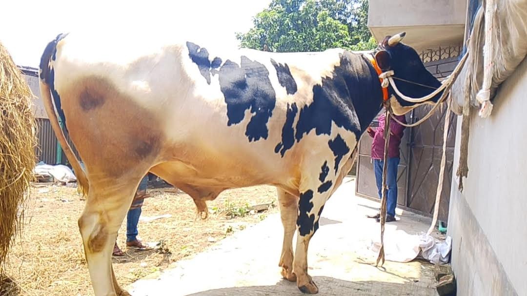 বন্দরে কোরবানীর হাটে ‘হিরা মানিক’: দাম হাঁকা হচ্ছে ১৩ লাখ