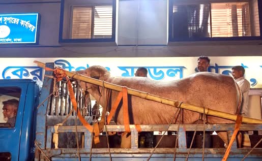 নারায়নগঞ্জের ‘ডোনাল্ড ট্রাম্প’ নামের মহিষকে রাখা হচ্ছে চিড়িয়াখানায়