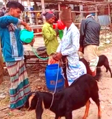 ফতুল্লায় গলায় নল ঢুকিয়ে অতিরিক্ত পানি খাইয়ে ছাগল হত্যা: গ্রেপ্তার ২
