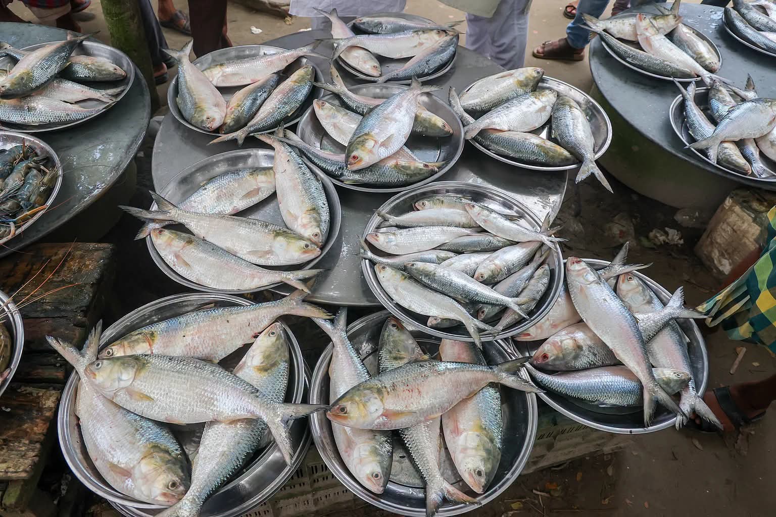 পদ্মার ইলিশের হাট,আছে দেশি বিভিন্ন তাজা মাছও