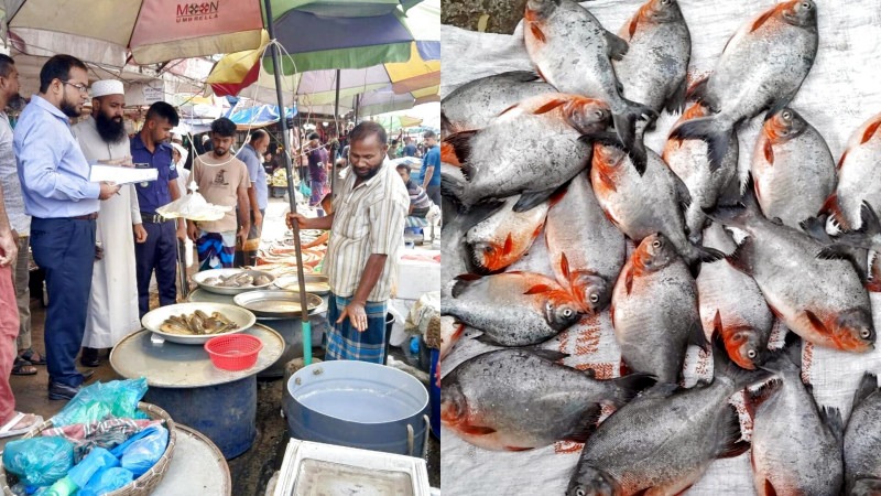 ফতুল্লার ভূঁইগড় বাজারে নিষিদ্ধ পিরানহা জব্দ, বিক্রেতাকে জরিমানা